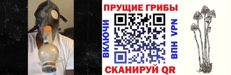 OMG маркетплейс  Тверь  Галлюциногенные грибы Psilocybe 
